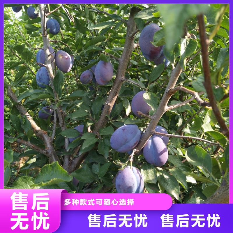红颜草莓视频-广东省深圳市|福田|观澜|茂名|江门|汕头|潮州|广州|佛山|湛江红颜草莓-轩园