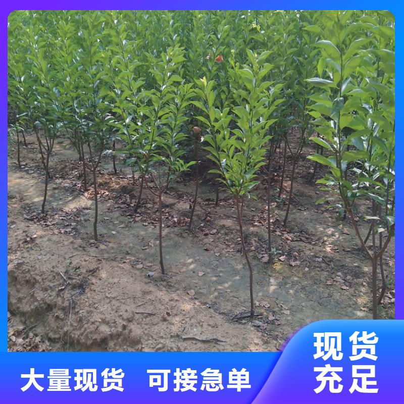 李子桃树苗客户信赖的厂家