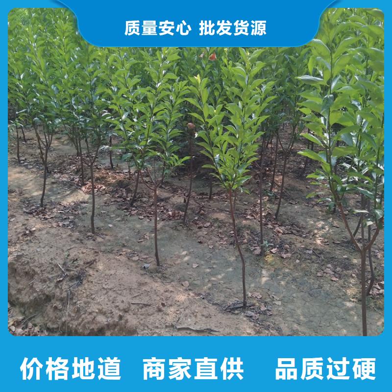 红颜草莓视频-红颜草莓-广东省湛江市雷州|遂溪|中山|惠州|肇庆|江门|梅州|阳江|茂名当地货源