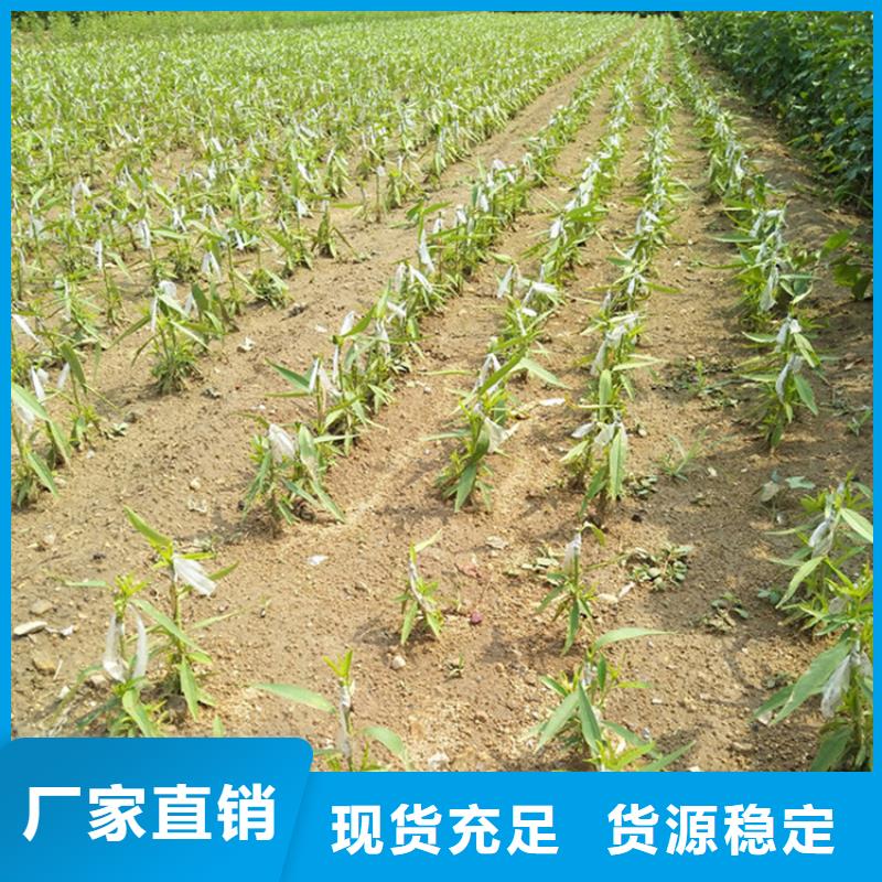 红颜草莓视频-广东省深圳市|福田|观澜|茂名|江门|汕头|潮州|广州|佛山|湛江红颜草莓-轩园