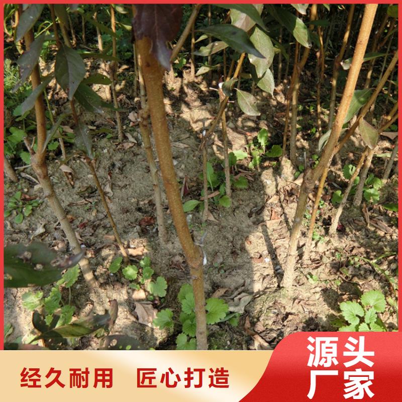 红颜草莓视频-红颜草莓-广东省湛江市雷州|遂溪|中山|惠州|肇庆|江门|梅州|阳江|茂名当地货源