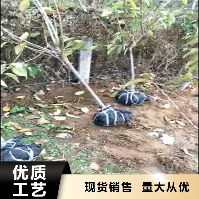 李子西瓜苗厂家采购