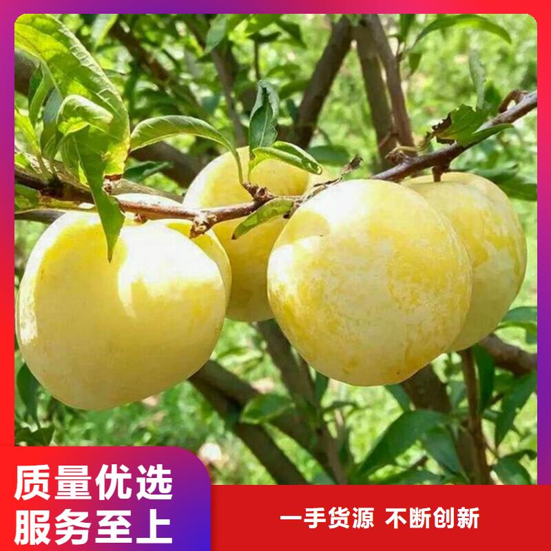 李子桃树苗客户信赖的厂家