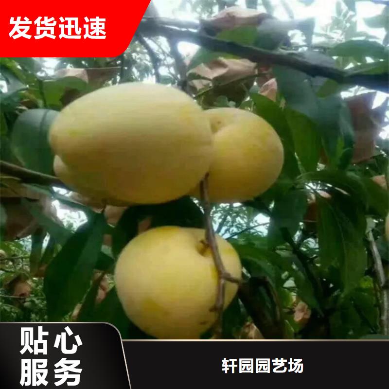 李子西瓜苗厂家采购