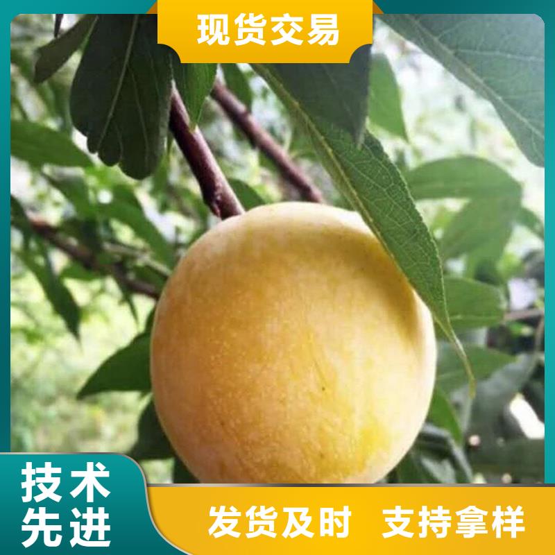 李子西瓜苗厂家采购