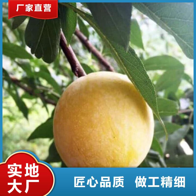 李子桃树苗客户信赖的厂家