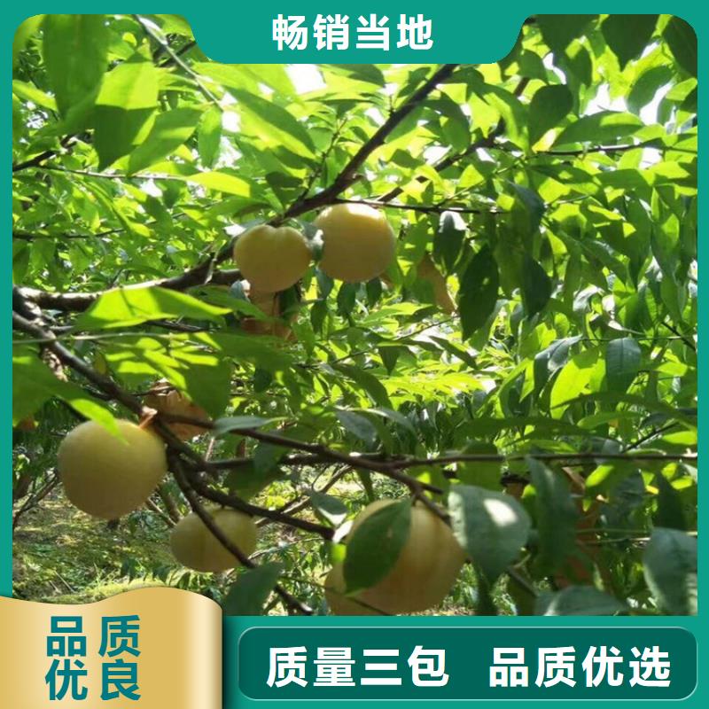 李子桃树苗客户信赖的厂家