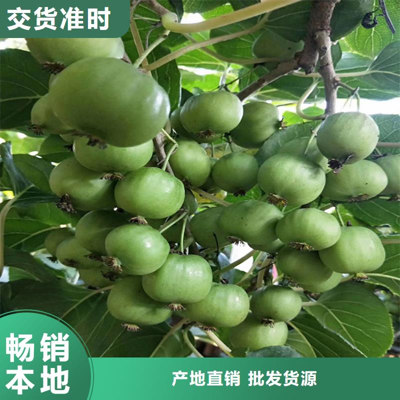 猕猴桃苹果苗制造生产销售