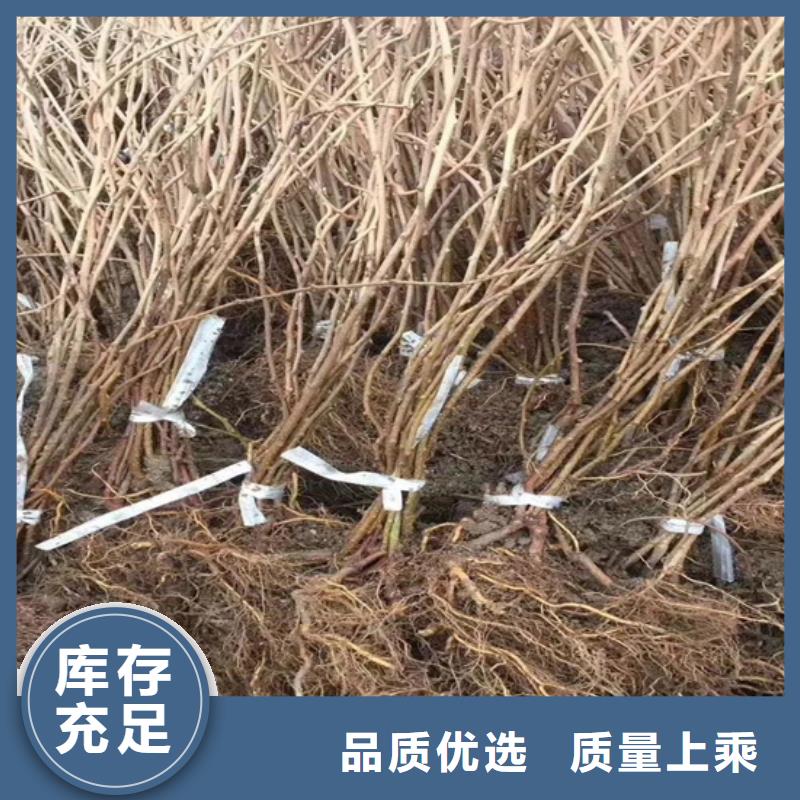 猕猴桃苹果苗工厂自营