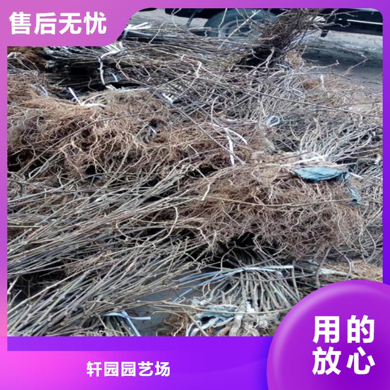 红颜草莓视频-红颜草莓_山东省济南市市场覆盖长清|槐荫|青岛|东营|淄博|泰安|潍坊等