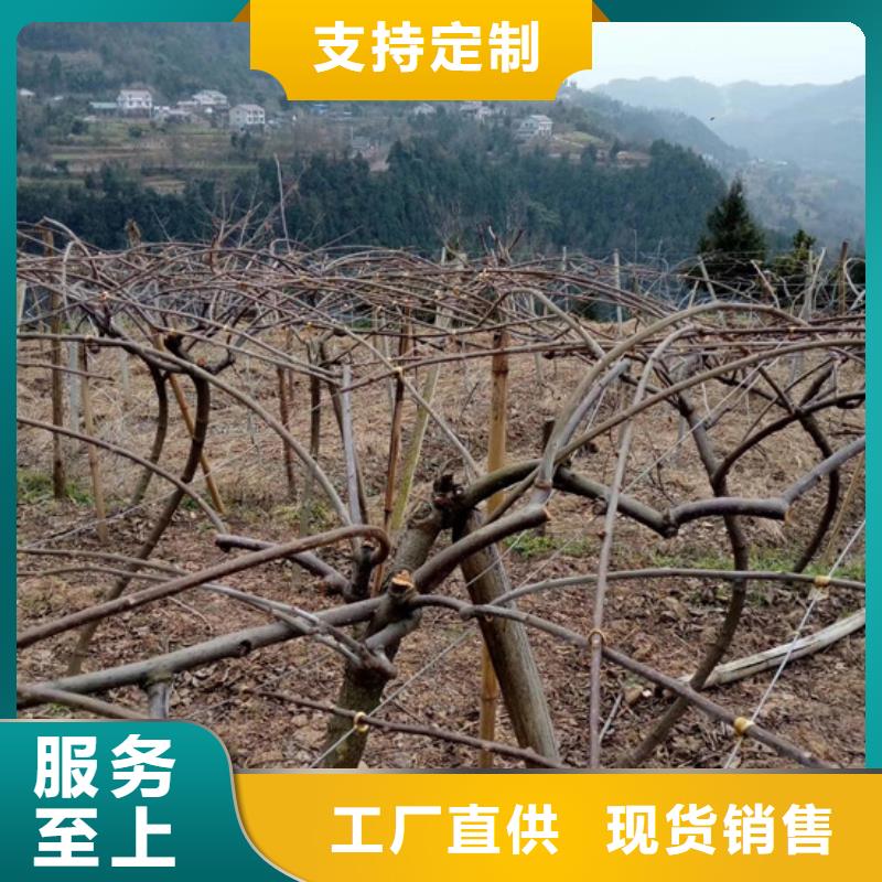 红颜草莓视频-红颜草莓_山东省济南市市场覆盖长清|槐荫|青岛|东营|淄博|泰安|潍坊等