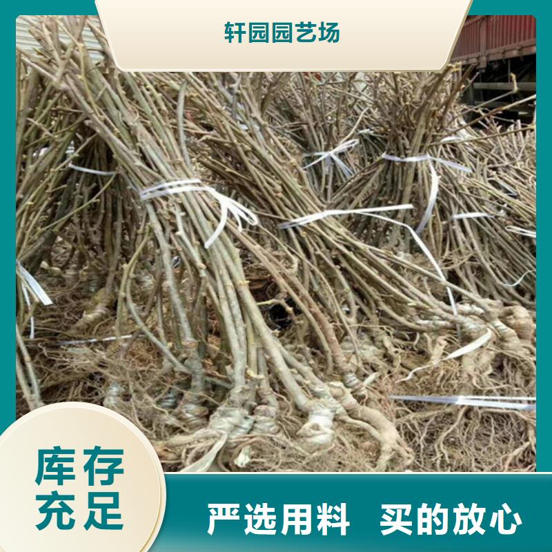 猕猴桃苹果苗工厂自营