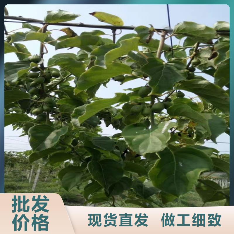 红颜草莓视频-红颜草莓_山东省济南市市场覆盖长清|槐荫|青岛|东营|淄博|泰安|潍坊等