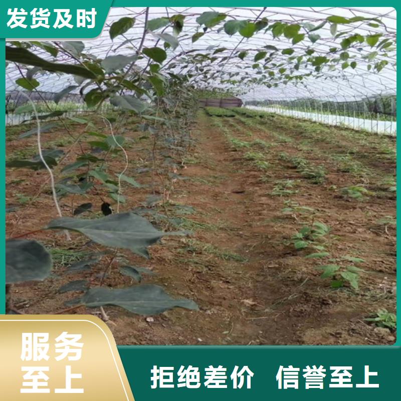 猕猴桃苹果苗生产加工