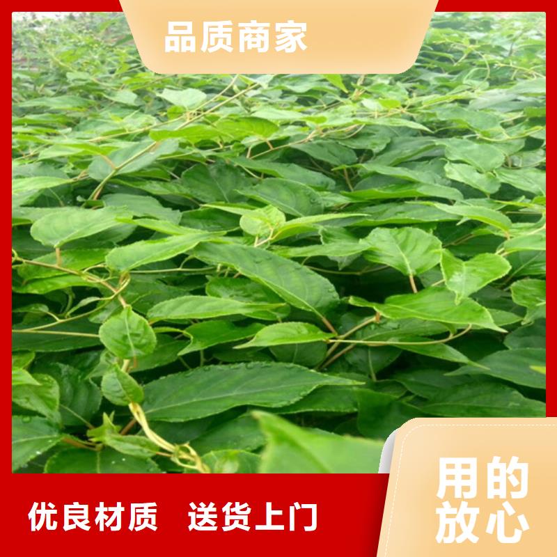 猕猴桃苹果苗生产加工