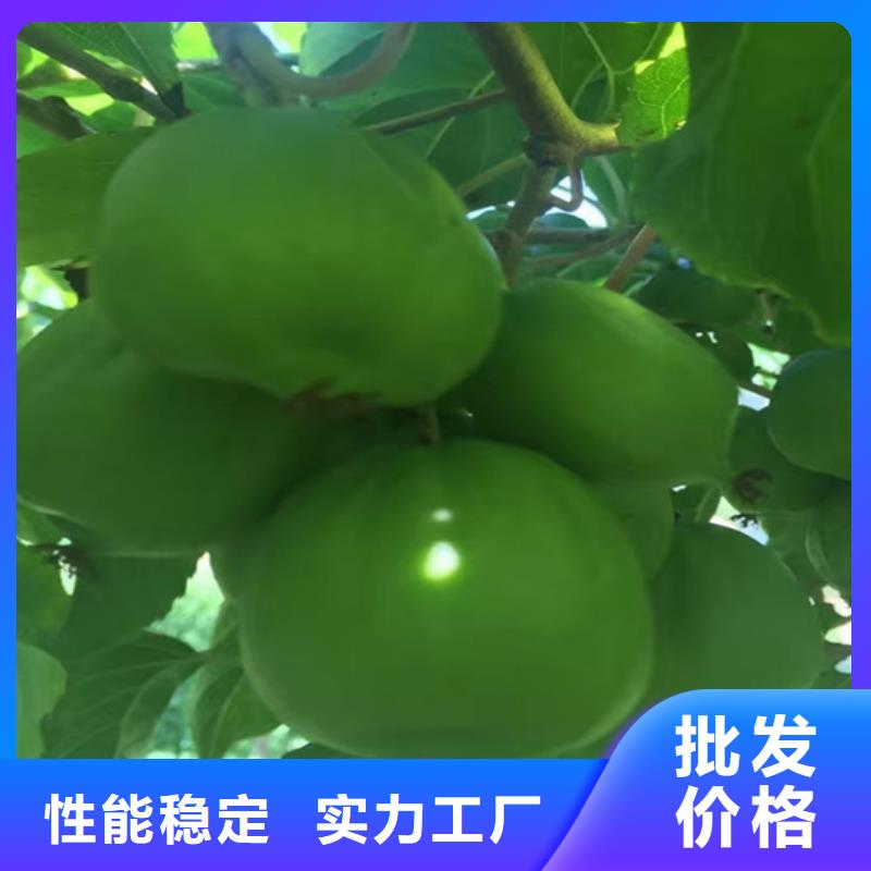猕猴桃苹果苗工厂自营