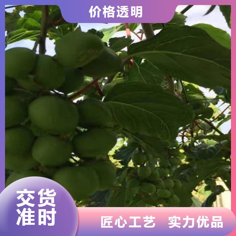 红颜草莓视频-红颜草莓_山东省济南市市场覆盖长清|槐荫|青岛|东营|淄博|泰安|潍坊等