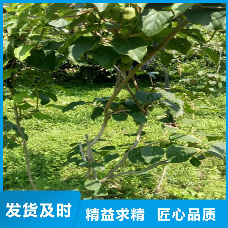 红颜草莓视频-红颜草莓_山东省济南市市场覆盖长清|槐荫|青岛|东营|淄博|泰安|潍坊等
