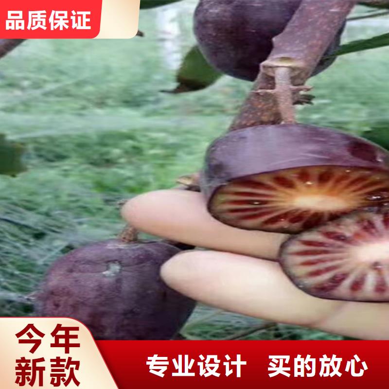 猕猴桃苹果苗制造生产销售