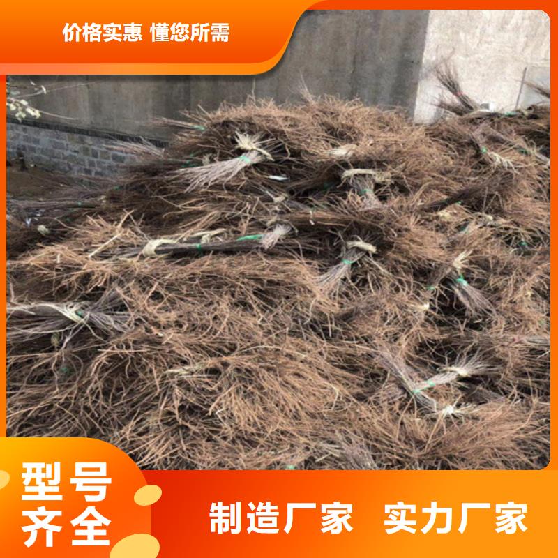 猕猴桃葡萄苗定制速度快工期短