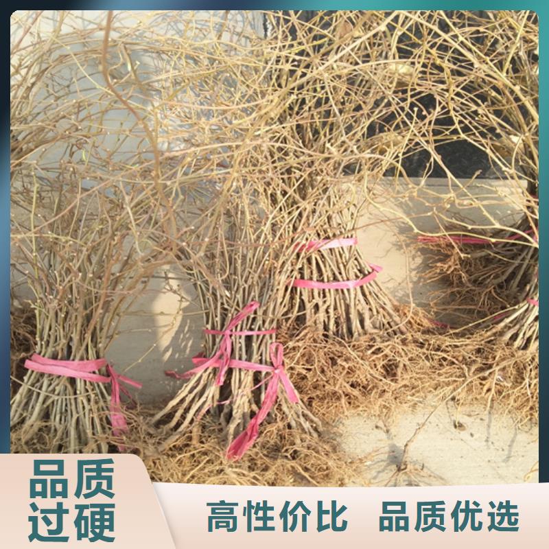 猕猴桃葡萄苗定制速度快工期短