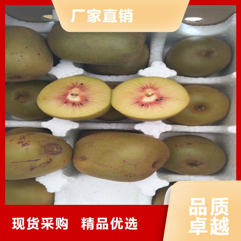 猕猴桃葡萄苗定制速度快工期短