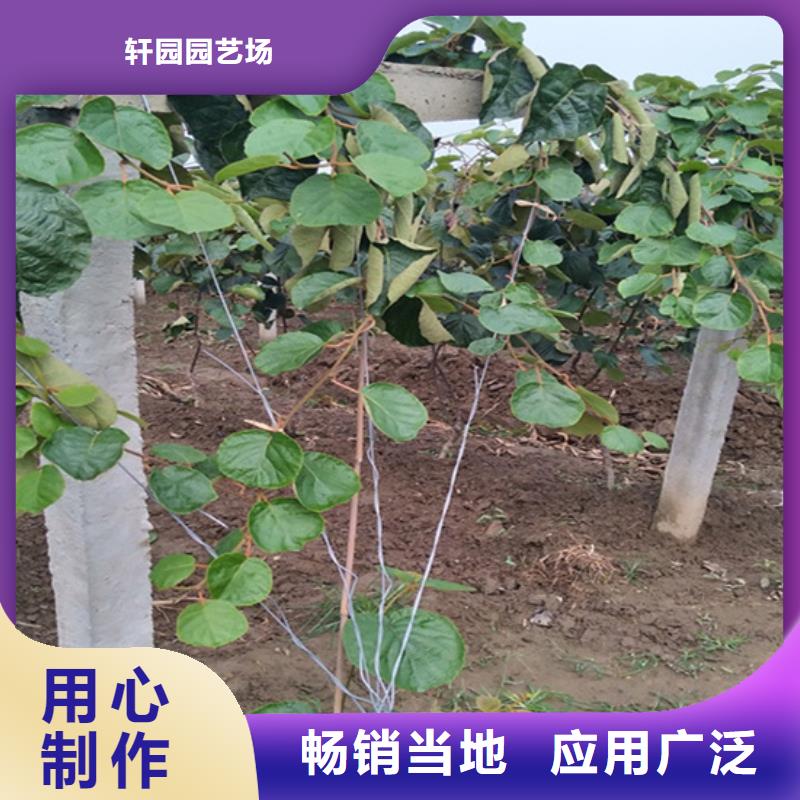 红颜草莓视频-红颜草莓_山东省济南市市场覆盖长清|槐荫|青岛|东营|淄博|泰安|潍坊等