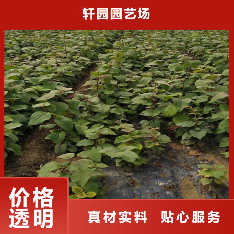 红颜草莓视频-红颜草莓_山东省济南市市场覆盖长清|槐荫|青岛|东营|淄博|泰安|潍坊等