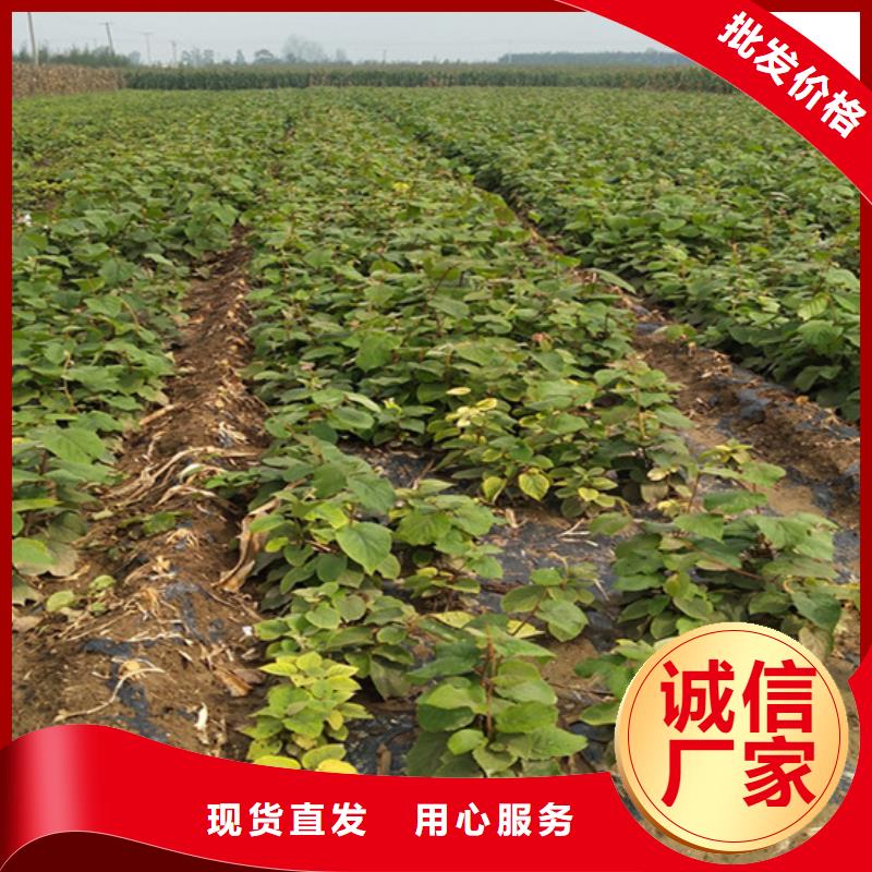 红颜草莓视频-红颜草莓_山东省济南市市场覆盖长清|槐荫|青岛|东营|淄博|泰安|潍坊等