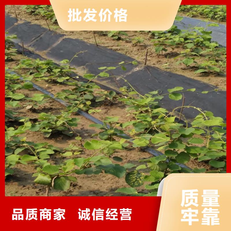 红颜草莓视频-红颜草莓_山东省济南市市场覆盖长清|槐荫|青岛|东营|淄博|泰安|潍坊等