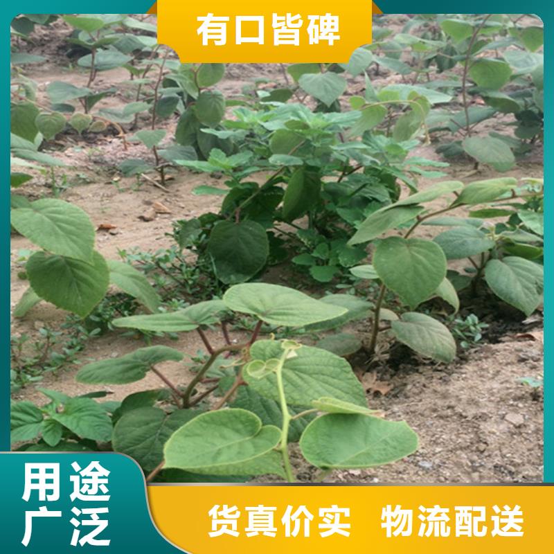 猕猴桃苹果苗制造生产销售