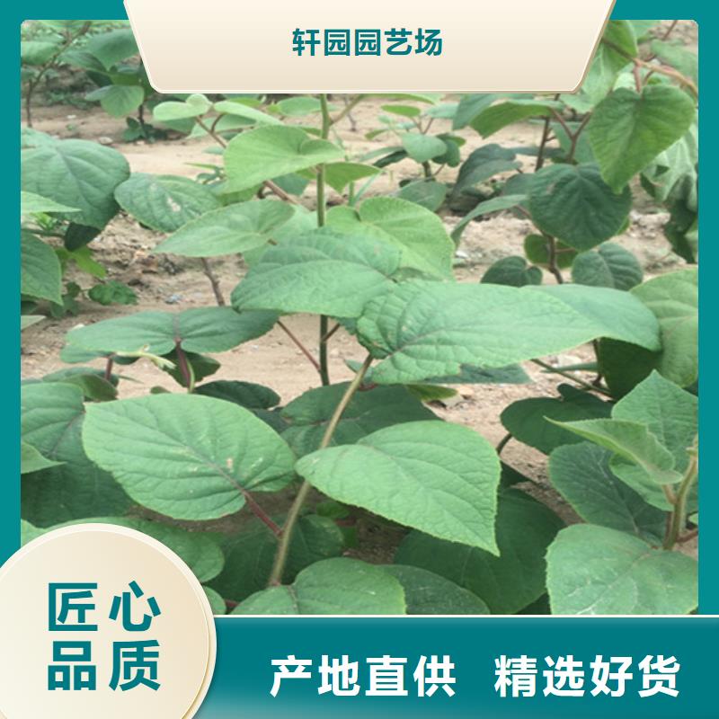 红颜草莓视频-红颜草莓_山东省济南市市场覆盖长清|槐荫|青岛|东营|淄博|泰安|潍坊等
