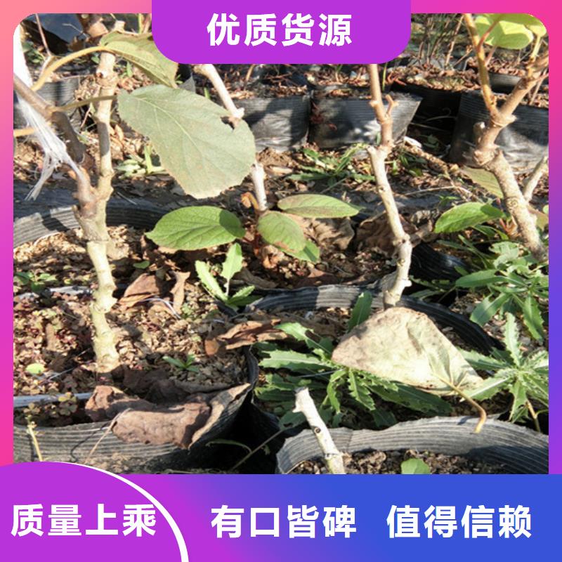 猕猴桃苹果苗生产加工