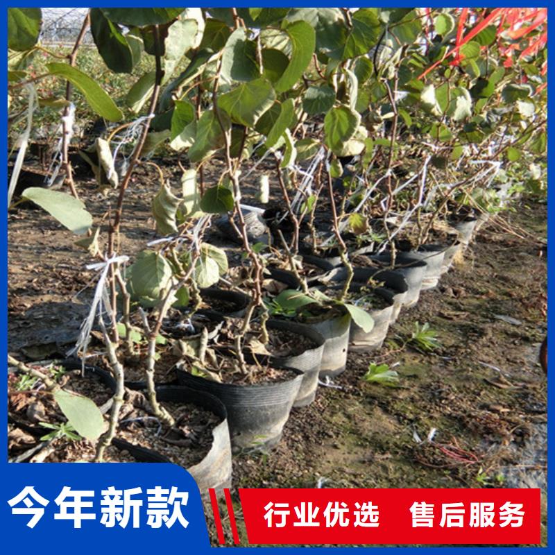 猕猴桃苹果苗工厂自营