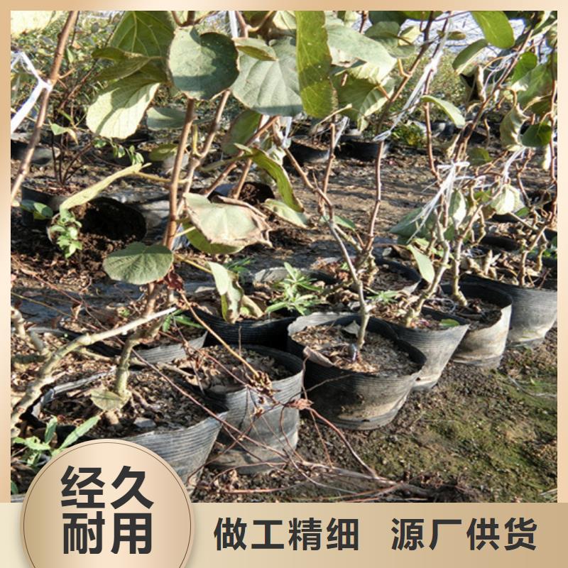 红颜草莓视频-红颜草莓_山东省济南市市场覆盖长清|槐荫|青岛|东营|淄博|泰安|潍坊等