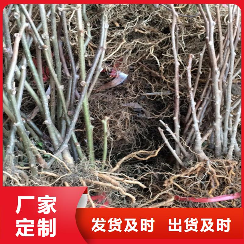 猕猴桃葡萄苗定制速度快工期短