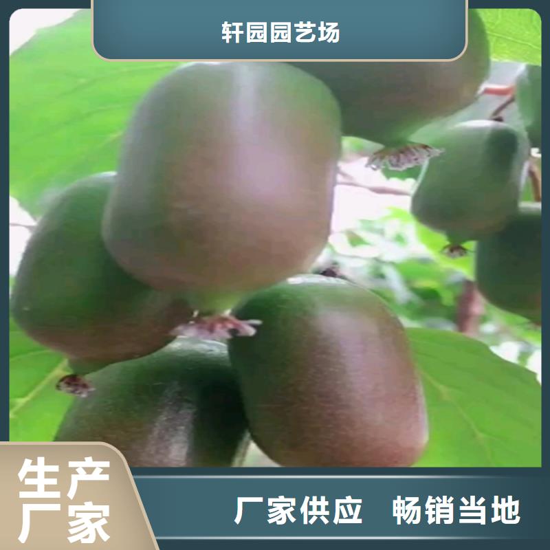 猕猴桃苹果苗工厂自营