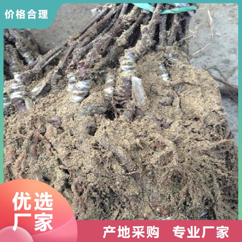 红颜草莓视频-红颜草莓_山东省济南市市场覆盖长清|槐荫|青岛|东营|淄博|泰安|潍坊等