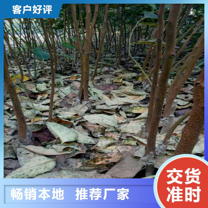 【柿子】_樱桃苗工厂直营