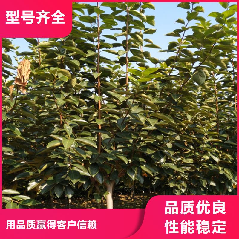 【柿子】_樱桃苗工厂直营