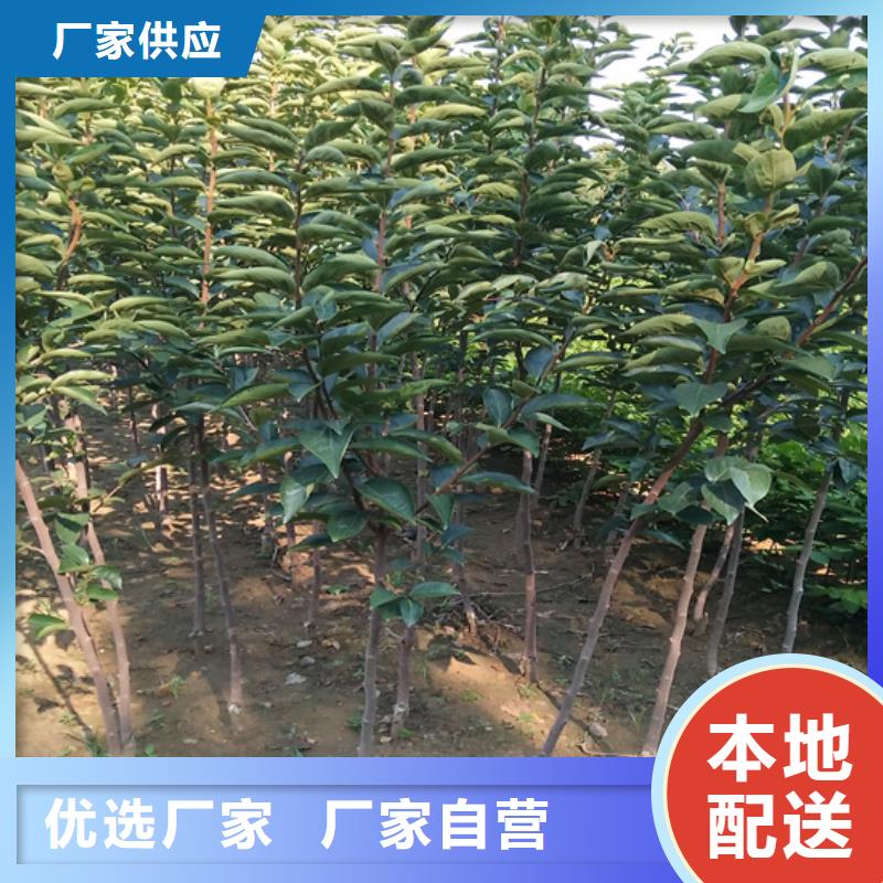 红颜草莓视频-四川省内江市轩园红颜草莓可服务区域隆昌|资中|自贡|成都|乐山|德阳等