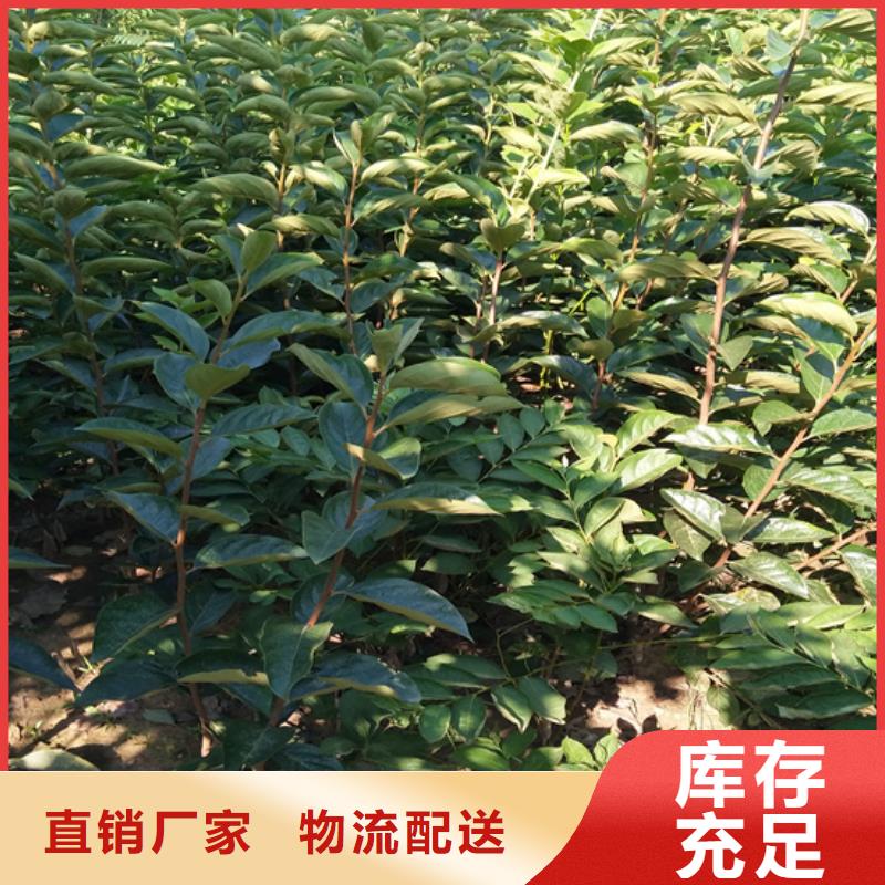 红颜草莓视频-四川省内江市轩园红颜草莓可服务区域隆昌|资中|自贡|成都|乐山|德阳等