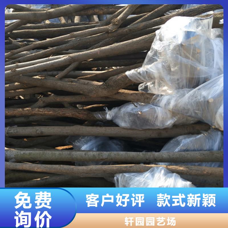红颜草莓视频-民乐|甘州|平凉|定西|天水|金昌|白银|酒泉|嘉峪关红颜草莓厂家直销大量现货-轩园园艺场(张掖市分公司)