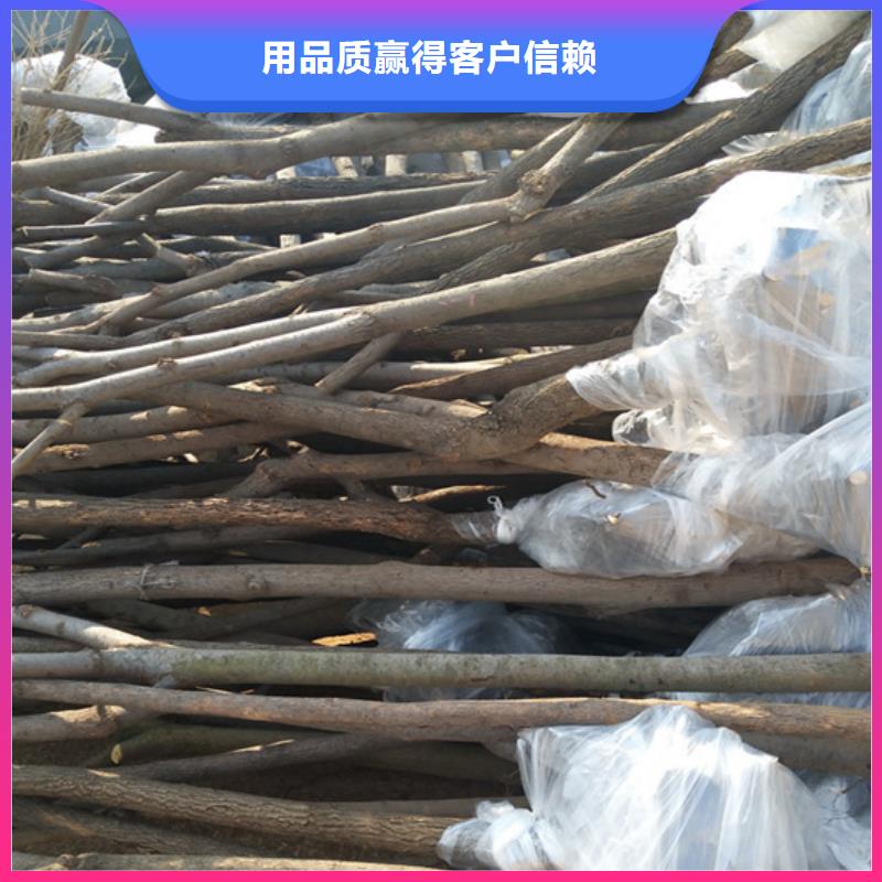 红颜草莓视频-民乐|甘州|平凉|定西|天水|金昌|白银|酒泉|嘉峪关红颜草莓厂家直销大量现货-轩园园艺场(张掖市分公司)