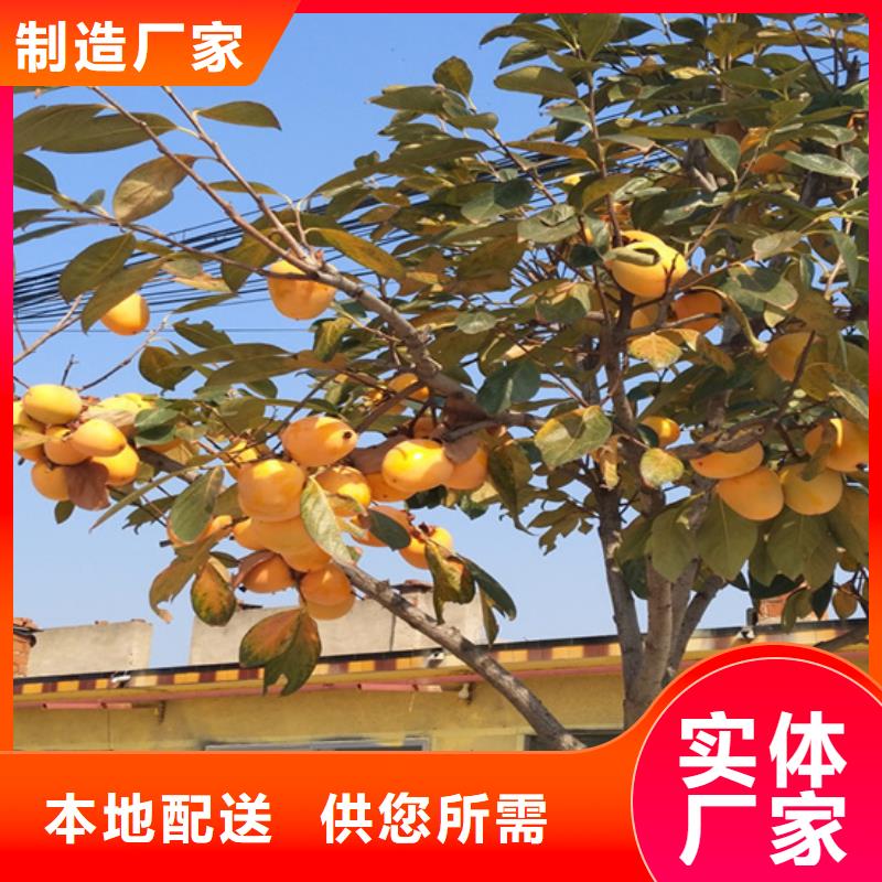 红颜草莓视频-民乐|甘州|平凉|定西|天水|金昌|白银|酒泉|嘉峪关红颜草莓厂家直销大量现货-轩园园艺场(张掖市分公司)