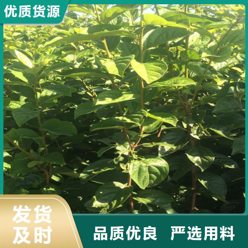 柿子【蓝莓苗】批发商