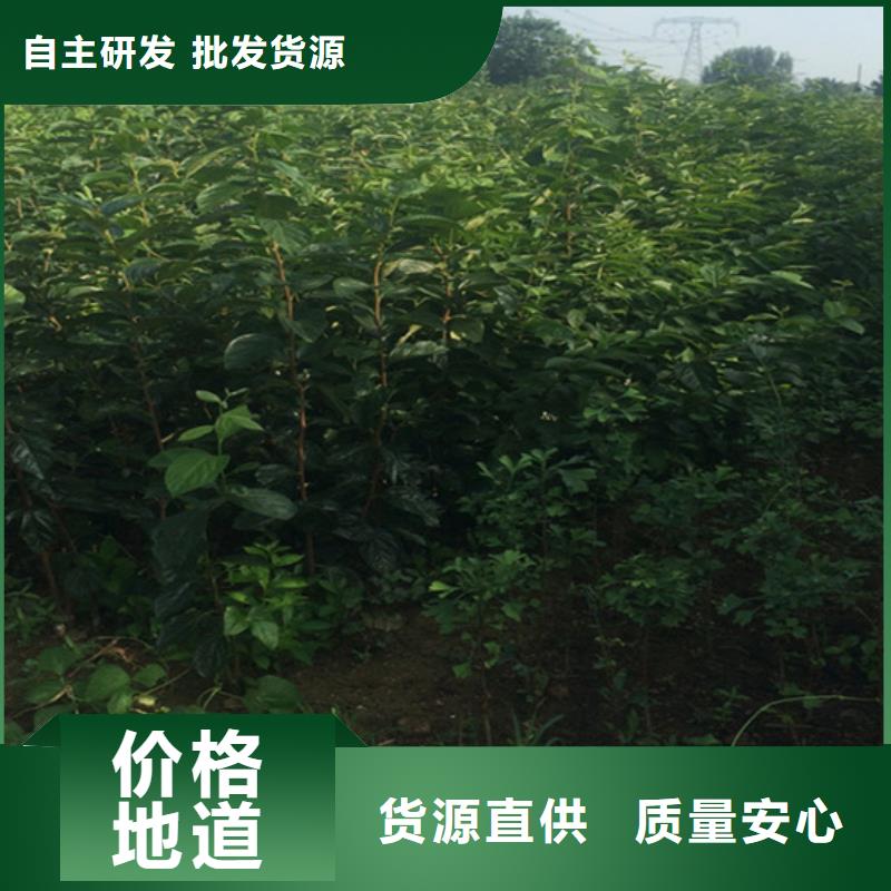 红颜草莓视频-四川省内江市轩园红颜草莓可服务区域隆昌|资中|自贡|成都|乐山|德阳等