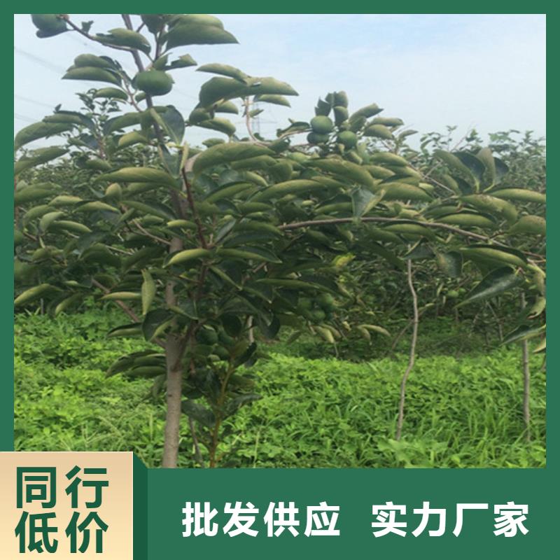红颜草莓视频-四川省内江市轩园红颜草莓可服务区域隆昌|资中|自贡|成都|乐山|德阳等