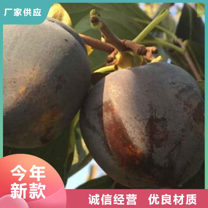 柿子【蓝莓苗】批发商