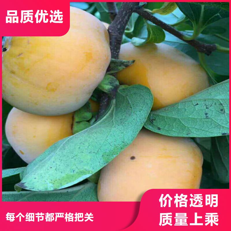 红颜草莓视频-民乐|甘州|平凉|定西|天水|金昌|白银|酒泉|嘉峪关红颜草莓厂家直销大量现货-轩园园艺场(张掖市分公司)